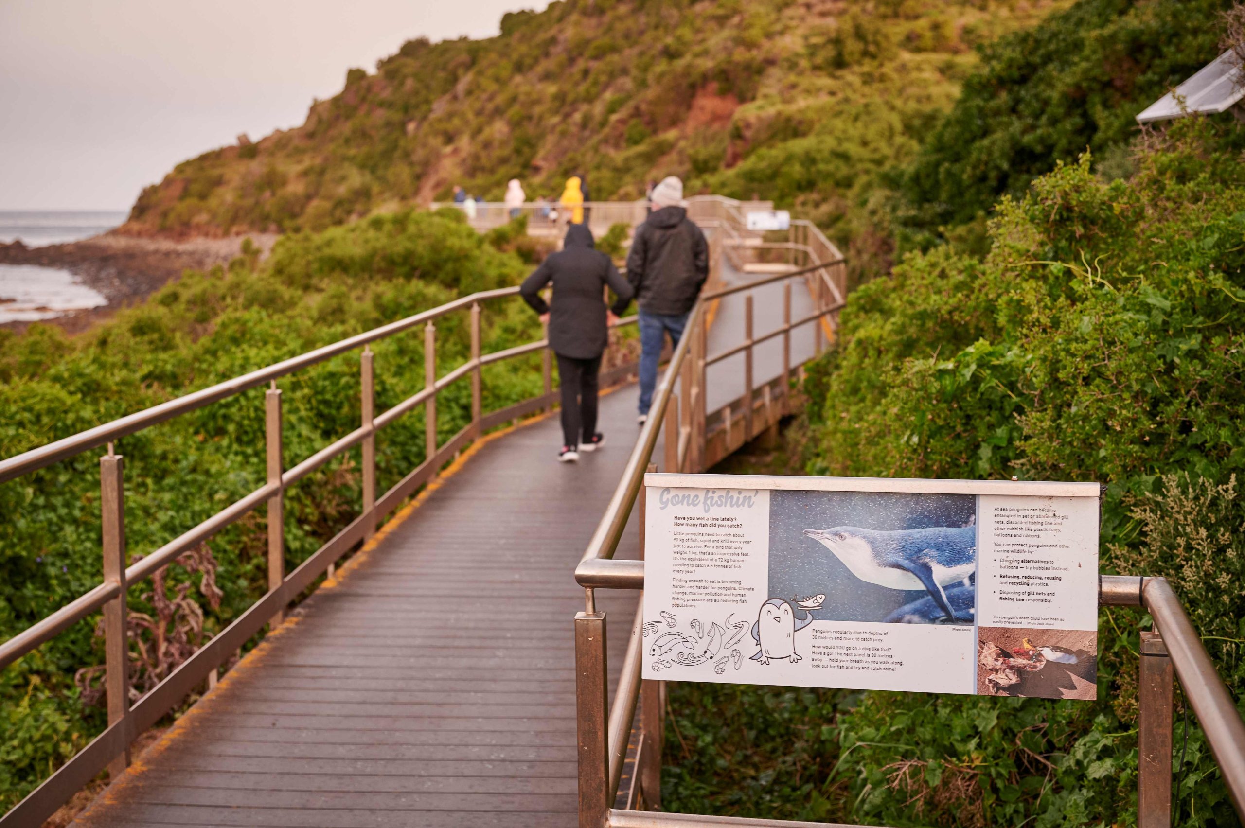 Stanley penguin viewing platform